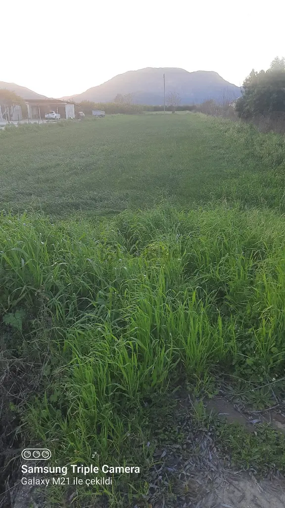 Ortaca Fevziye 2500 M2 Tarla 1