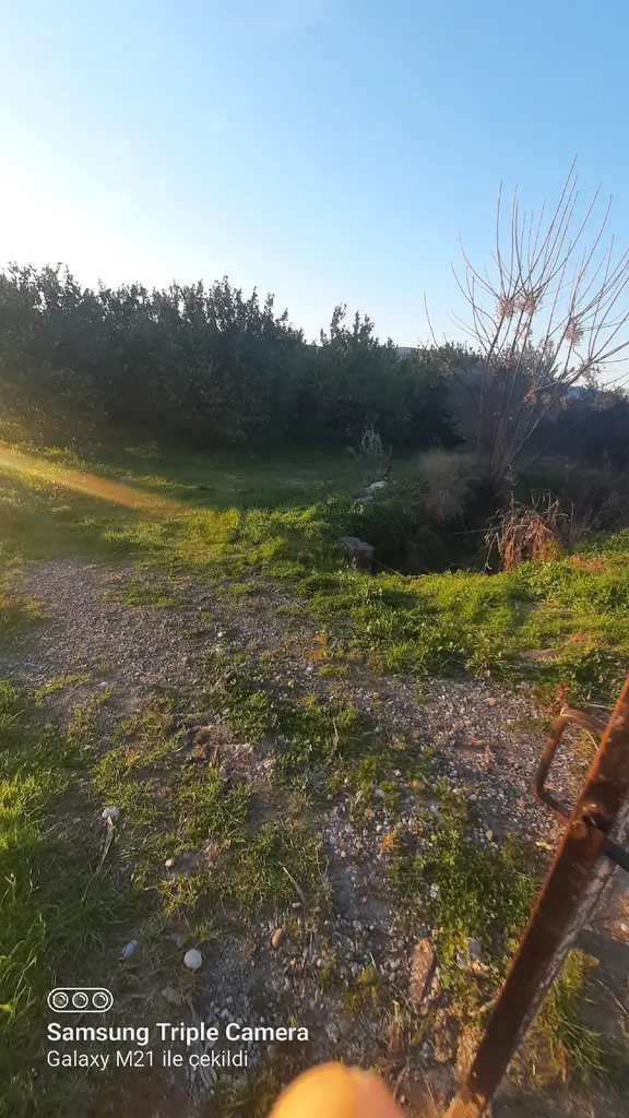Ortaca Fevziye İçinde 170 Adet Yetişkin Limon Ağacı Bulunan Tarla 1