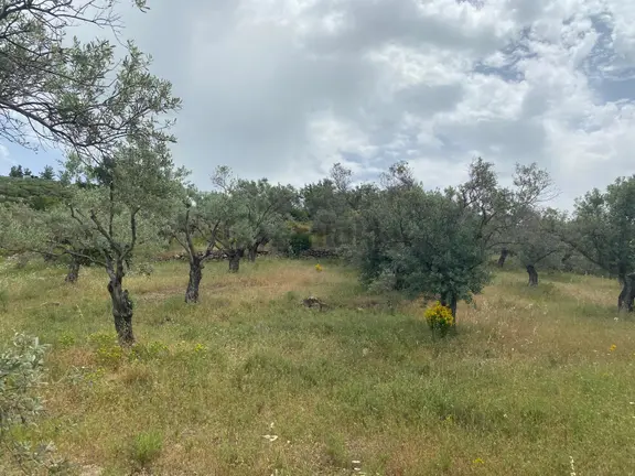 Torbalı Emlak'tan Dirmil'de 1615m2 Tek Tapu Müstakil Parsel Zeytinliğimiz Satılıktır 1
