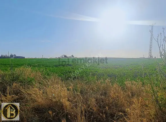 Kızıltepe Timurçiftliği Satılık 130 Dönüm Tarla 1