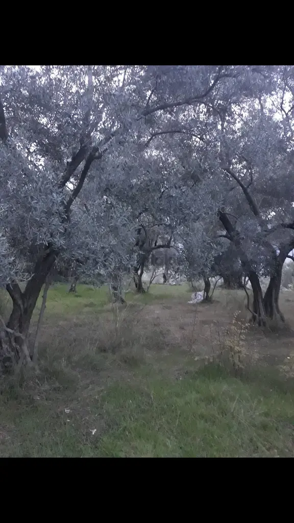 Denizli Kale Karagöl Mevkiinde Satılık Zeytinlk 1