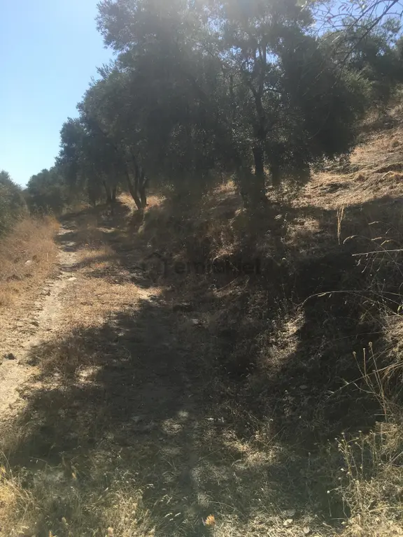 Aydın Nazilli İsabeyli Mah Satılık Zeytinlik 2