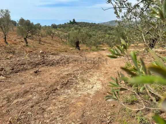 Uytun'dan Gömeç Karaağaç'ta 77 Dönüm Satılık Zeytinlik 2