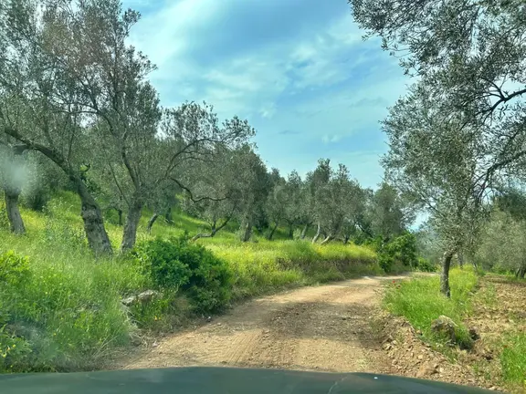 Uytun'dan Gömeç Karaağaç'ta 77 Dönüm Satılık Zeytinlik 1