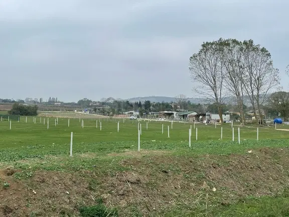 Çatalca Kestanelik De 5733m Tek Tapu Kısmi Takaslı Satılık Tarla 2