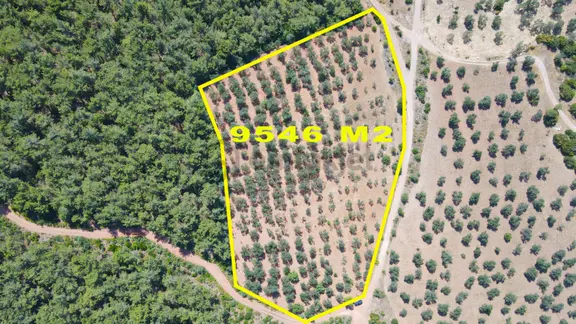 Köylüce'de Yatırımlık Büyük Parsel Satılık Zeytinlik 1