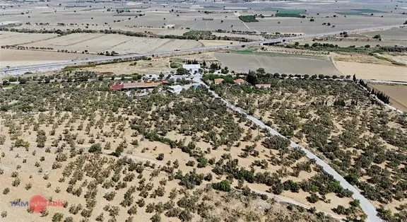 Bergama Bozköy'de Lokasyon Avantajlı Yüksek Verimli Zeytinlik 1