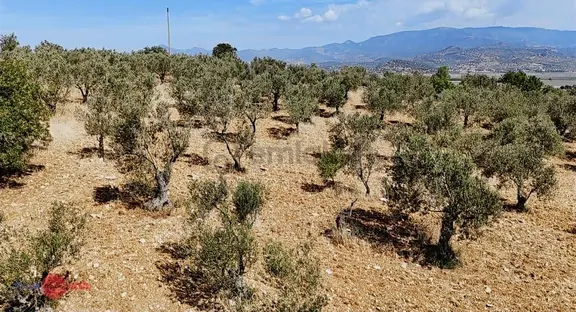 Bergama Bozköy'de Lokasyon Avantajlı Yüksek Verimli Zeytinlik 2