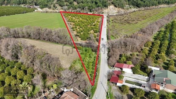 Ortaca'da Tepearasında 15.508 M² Narenciye Bahçesi: Yola Cepheli 2