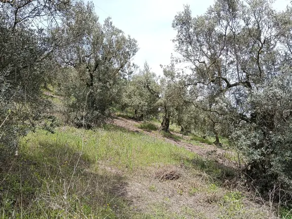 Gemlik Kurtul Da Yatırımlık Arazi 2