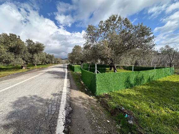 ▀▄mera Emlaktan Tuzcumurat Mh. Asfalta Cephe 427m2 Zeytinlik 1