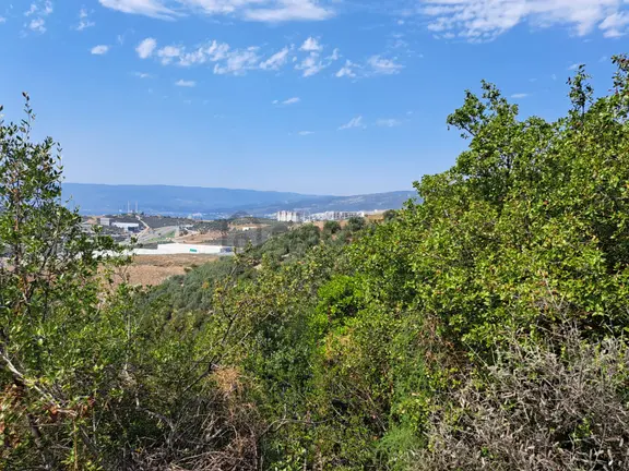 Bursa Gemlik Umurbey Satılık Zeytın Bahçesi 2500m2 1