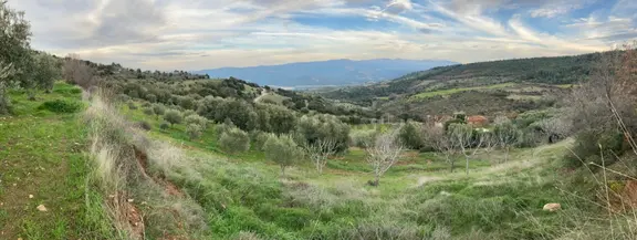 Muhteşem Baraj Manzaralı Köyevi Ve Zeytin-incir Bahçesi 7000 M2 2
