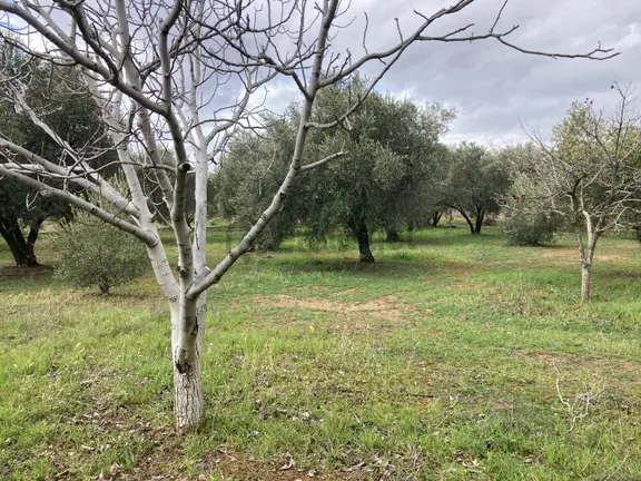 Daire Takaslı Bakımlı Zeytin Ve Meyve Bahçesi 6,754 M2 2