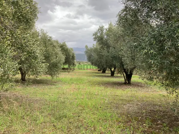 Daire Takaslı Bakımlı Zeytin Ve Meyve Bahçesi 6,754 M2 1