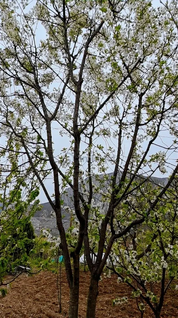 Onur Emlak İnşaat 'tan Amasya Ziyaret ' Te E Satılık Bahçe 2