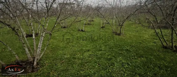 1.200 Metrekare İmarlı Manzaralı Merkezi Konum İçinde Meyve Ağaç 2