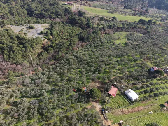▀▄mera Emlaktan Hacıarslanlar Köyünde 4000m2 Verimli Zeytinlik 2