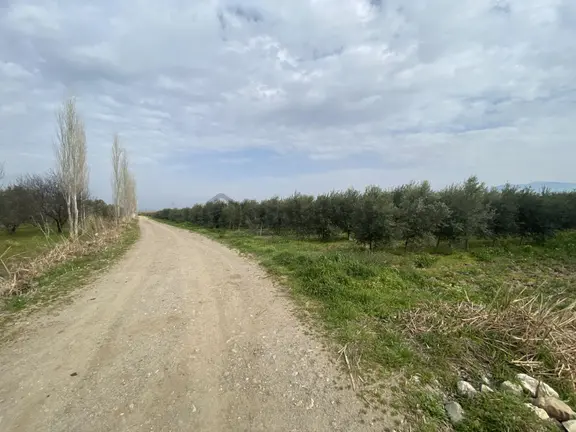 Balıkesir Edremit Te Satılık 408 Dönüm Zeytinlik. 2