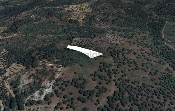 Golden Globy, Burhaniye Hacıbozlar'da Satılık 3 Dönüm Zeytinlik 1