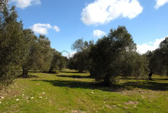 Balıkesir Ayvalık Ta Satılık 51,500 Metre Kare Zeytinlik 2