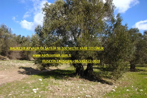 Balıkesir Ayvalık Ta Satılık 51,500 Metre Kare Zeytinlik 1