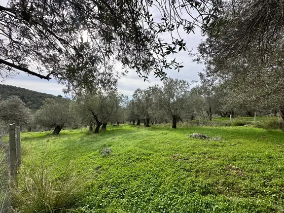▀mera Emlaktan Pınarbaşı Köyü Müstakil Tapulu 995 M2 Zeytinlik 2