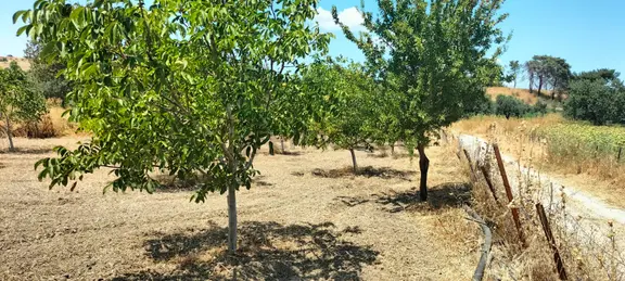 Çanakkale Merkez Dümrek'te Kapı Numaralı Bağ Evi Ve 65 Yetişkin Ağaç 1