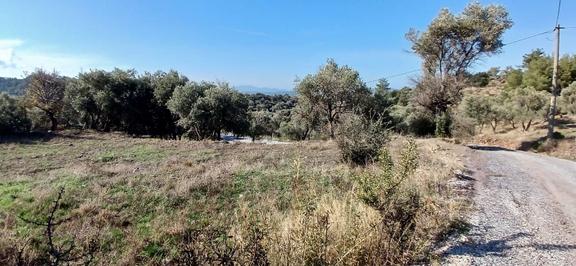 Milas Çiftlikte 6.130 M² Yola Cepheli Köşe Parsel 1