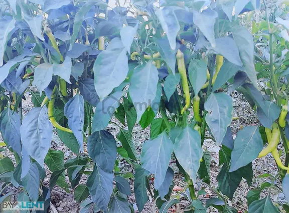 Kepsut Merkez De Balıkesir Kütahya Yolunda Satılık Hobi Bahçesi 2