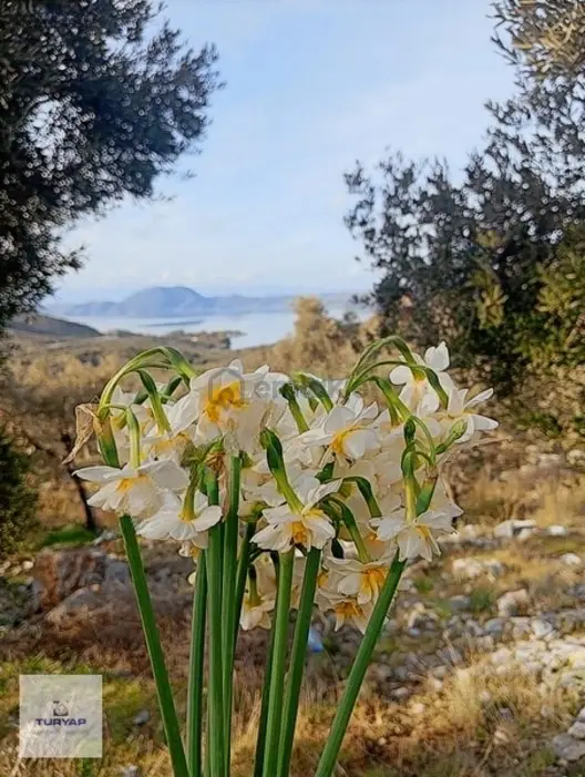 Bafa Gölüne Ve Bodrum Yoluna Çok Yakın Zeytinlik. 1