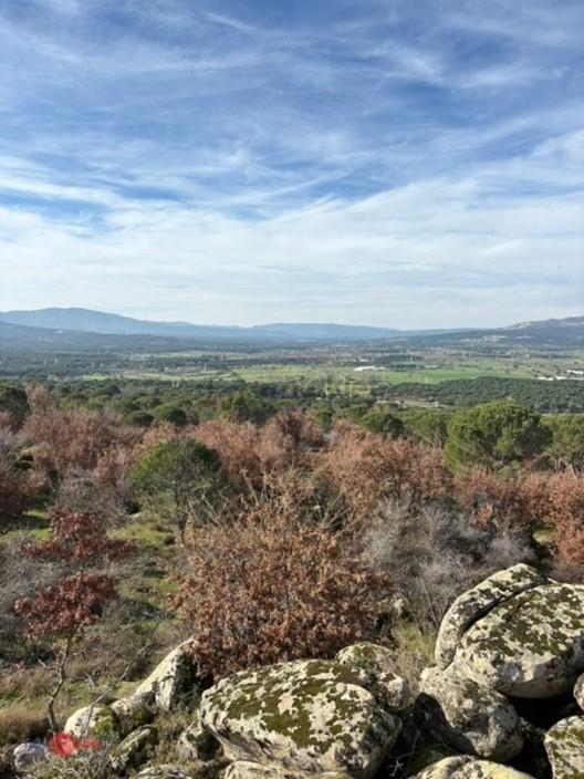 Bergama Kozak Yaylasında Satılık Çamlık 1