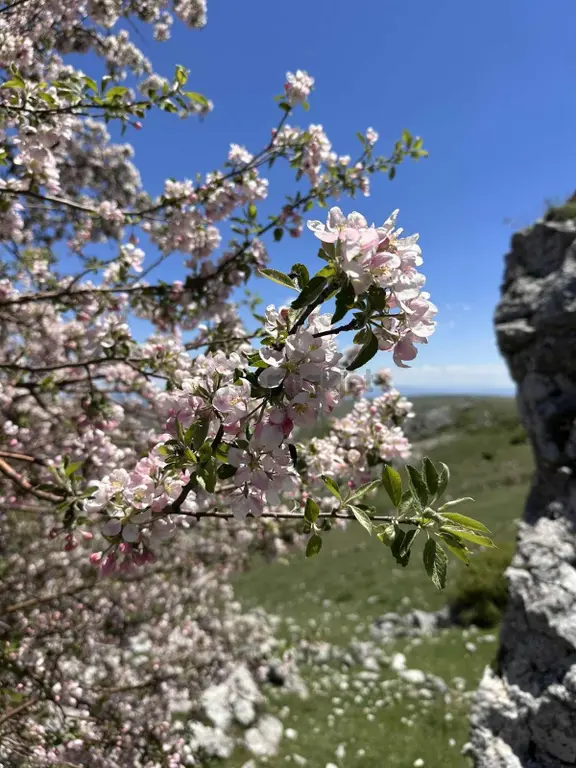 Kıbrıs Beşpınar Mevkii Yatırımlık 193 M2 Hisse 1
