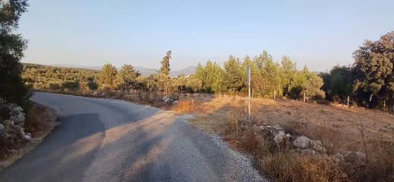 Milas Alaçamda 2.448 M² Yola Yakın Müstakil Tarla 1