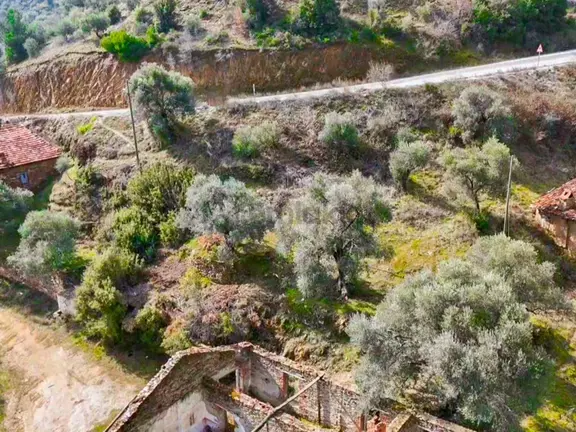 Ödemiş Lübbey Köyünde Satılık Zeytinlik 2