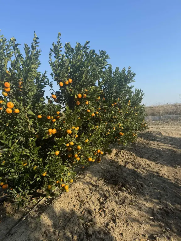 Adahan'dan Çağşırlı Köyünde 55 Dönüm W Murcot Mandalina 2