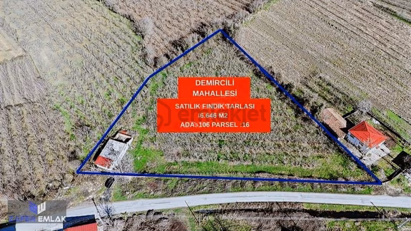 Zafer Emlak'tan Satılık 6.646 M2 Ev & Fındık Bahçesi 2