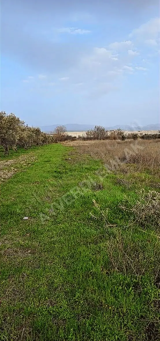 Osb Yanı Yatırımlık Hesaplı Arazi 1