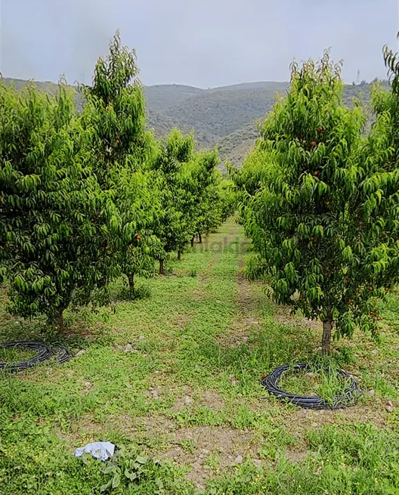 Bursa / İznik /dereköy /5787 M2/ Satılık Şeftali Bahçesi 1