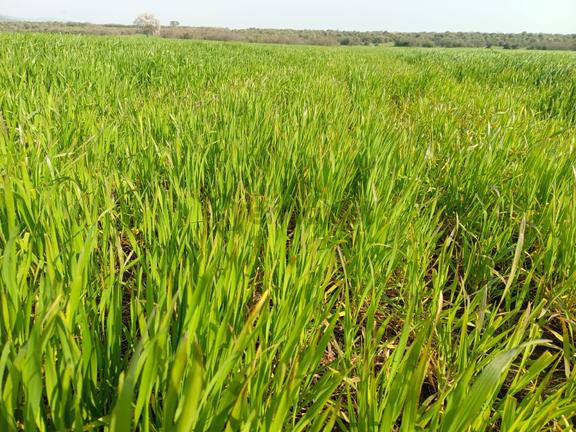 Seyran Mahallesi Satılık 8.900 Mt2 Tek Tapu Müstakil Tarla 1