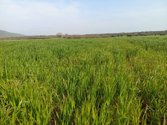 Seyran Mahallesi Satılık 8.900 Mt2 Tek Tapu Müstakil Tarla 2