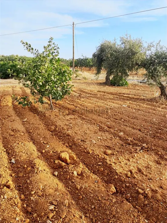 Gaziantep Nizip Yolunda Merkezi Konumda Fıstık Arsası 1
