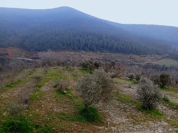 İzmir Bayındır Kızılkeçeli De 1300 M2 Satılık Zeytinlik 2