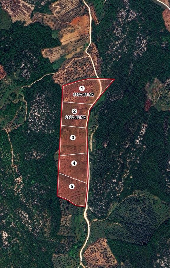 Torbalı Ahmetli De Osb Ye 4 Km Ve Resmi Yol-12275m2 Zeytinlik 1