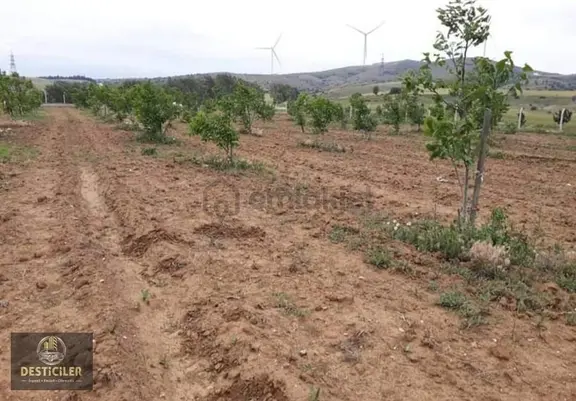 Hg-097 Tepebaşı Eğriöz'de Yola Cephe 3 Parsel Ceviz Bahçesi 1