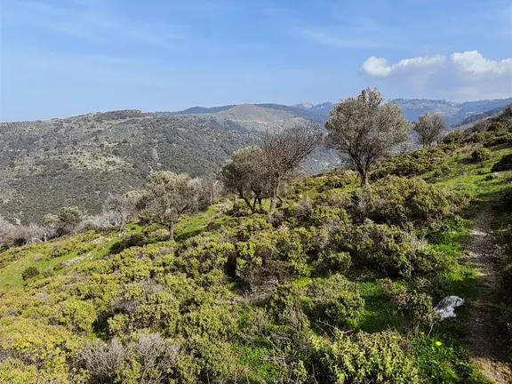 İzmir Güzelbahçe'de Deniz Manzaralı 16.041 M² Satılık Arsa 2