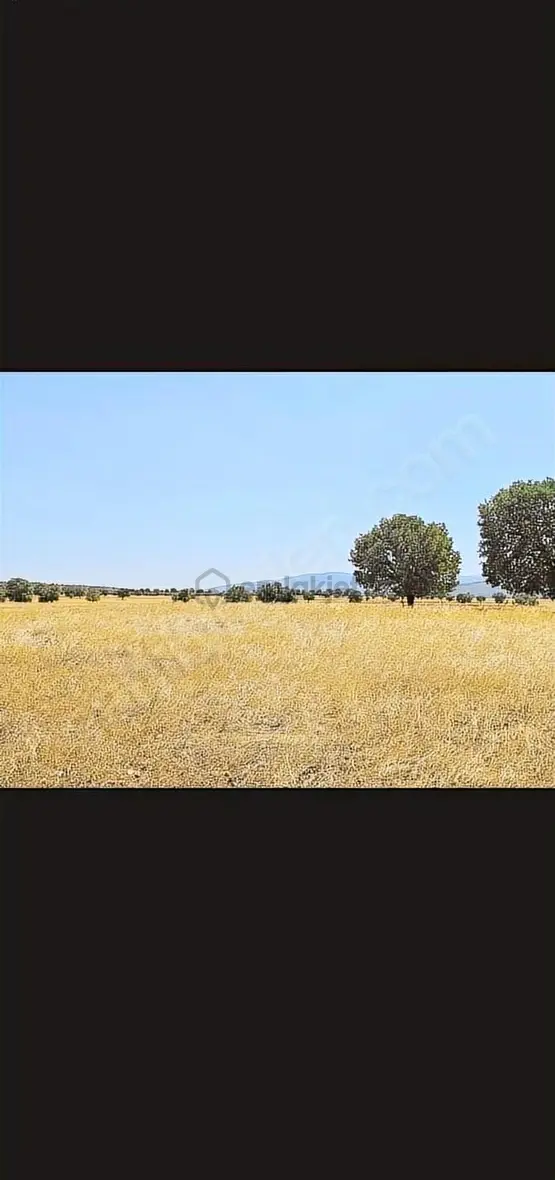 Banaz Susuz Köyünde Uygun 4500m2 Düz Arazi 2