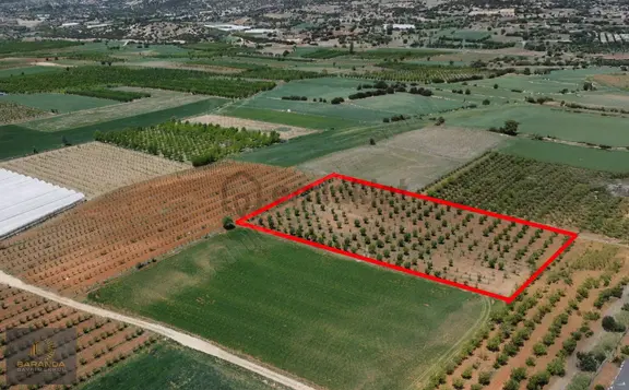 Akçay Mahallesi'nde Elektrik Ve Suyu Olan 7387m² Armut Bahçesi 1