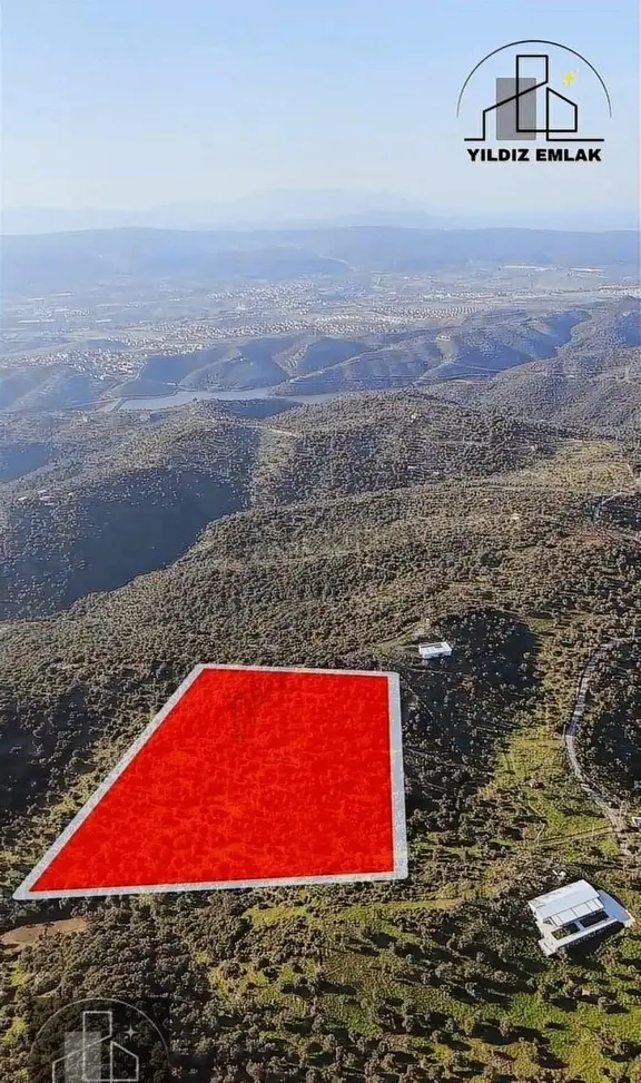 İzmir Seferihisar Ulamış Mahallesinde 19.542m² Satılık Zeytinlik 1