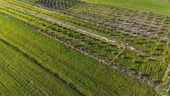 İzmir Menderes Tekeli 2 Ada 1 Parselde 30 Zeytin Ağaçlı 610m2 Hisse Tapulu Tarla 1